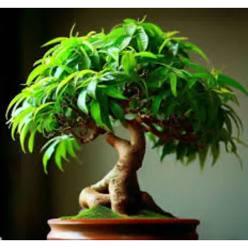 Bonsai Plants